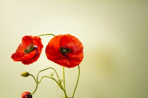 Poppies Stock Photos