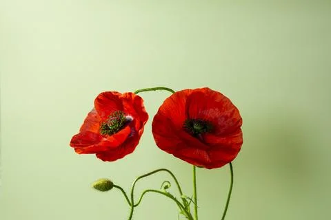 Poppies Stock Photos