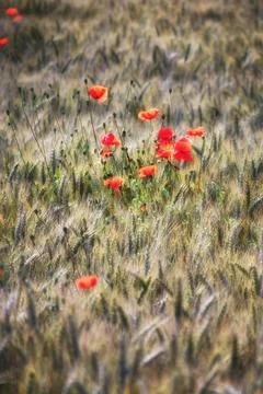 Poppies. Stock Photos