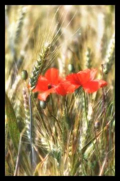 Poppies. Stock Photos
