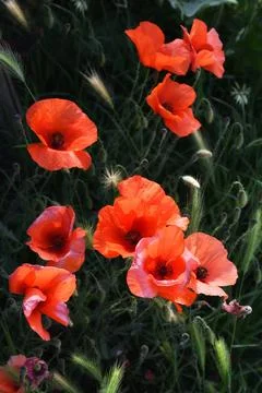Poppies. Stock Photos