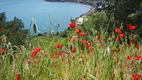 Poppies red close-up on the background of the blue sea. 動画素材 170961505