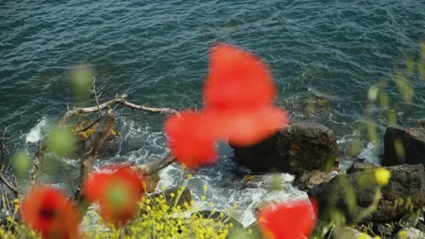 Poppies red close-up on the background of the blue sea. Stock Footage 232916175