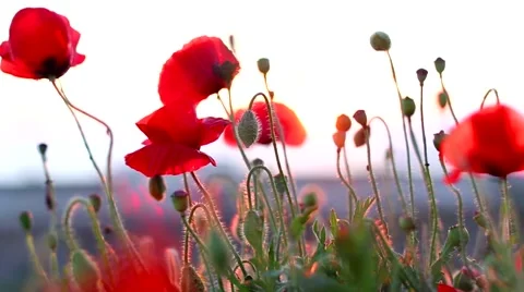 Poppies red Vídeo Stock 50077239