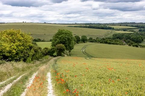 Poppies scattered  through fields of cereal crops in the South Downs, on a .. Stock Photos