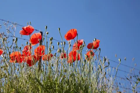 Poppies set Stock Photos