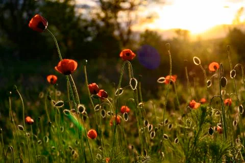 Poppies in the setting sun Stock Photos