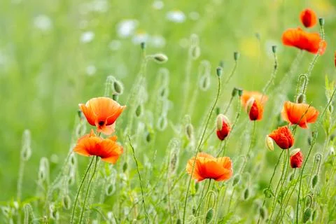 Poppies Shining In Sunlight Stock Photos
