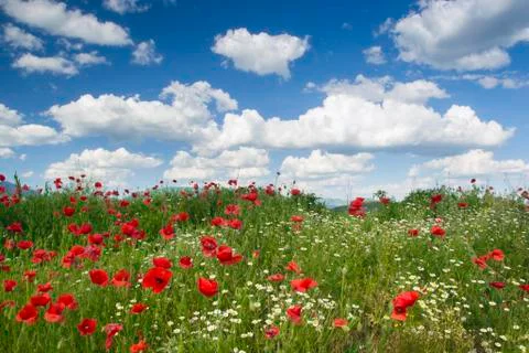 Poppies, sky, clouds Stock Photos