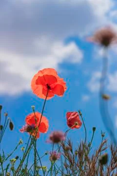 Poppies on the sky. Stock Photos