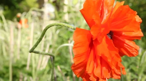 Poppies in the spring time 2 Video stock 63212370