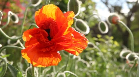 Poppies in the Spring time Video stock 63212423