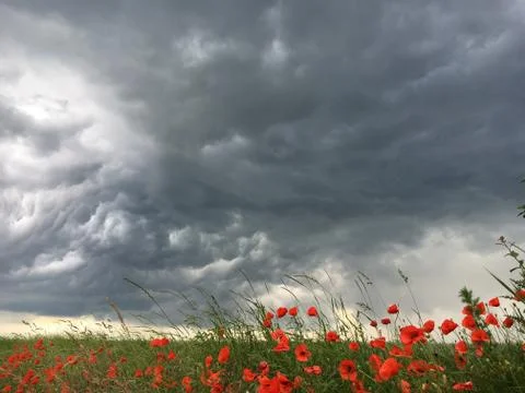 Poppies in a storm Stock Photos