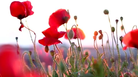 Poppies sunset Stock Footage 50077199
