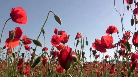 Poppies at sunset Vidéo 106459068