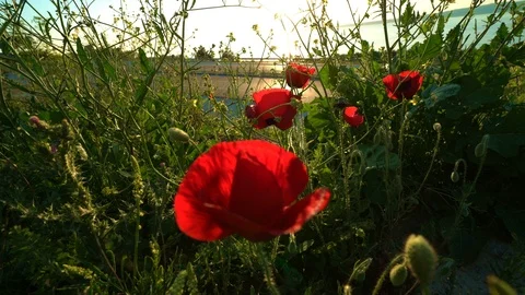 Poppies at sunset Stock Footage 112280550