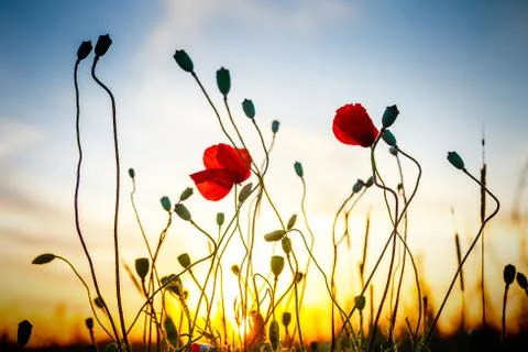 Poppies in sunset light Stock Photos
