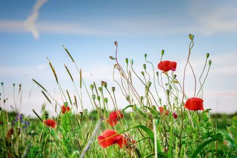 Poppies in sunset light Stock Photos