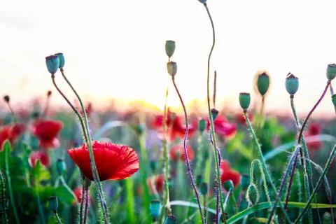 Poppies in sunset light Stock Photos