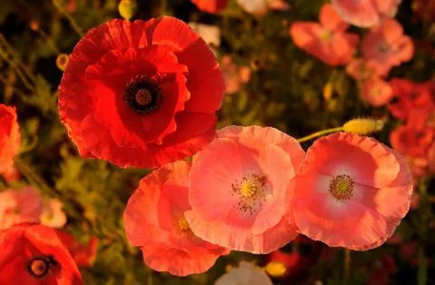 Poppies in sunset Stock Photos
