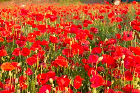Poppies in Sunset Stock-Fotos
