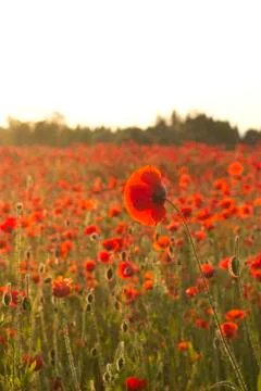 Poppies in Sunset Stock-Fotos