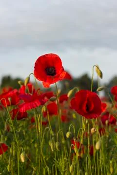 Poppies in Sunset Stock-Fotos