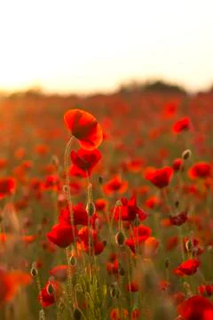 Poppies in Sunset Stock-Fotos