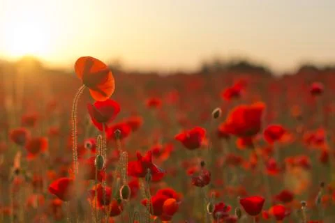Poppies in Sunset Stock-Fotos