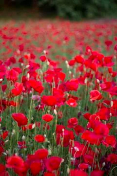 Poppies in Sunset Stock-Fotos