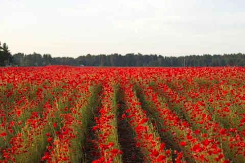 Poppies in Sunset Stock Photos