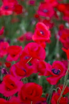 Poppies in Sunset Stock Photos