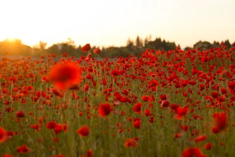 Poppies in Sunset Stock-Fotos