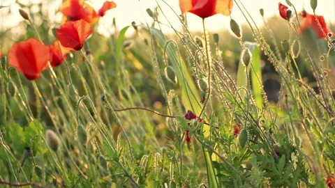 Poppies at sunset with sun rays Stock Footage 132431090