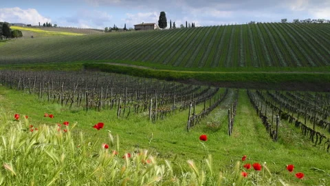 Poppies sway in the wind in front of the rows of young vineyards Stock Footage 186218361