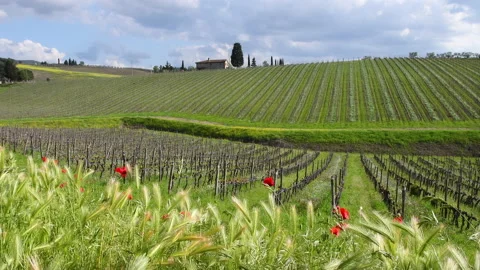 Poppies sway in the wind in front of the rows of young vineyards 스톡 동영상 232422690