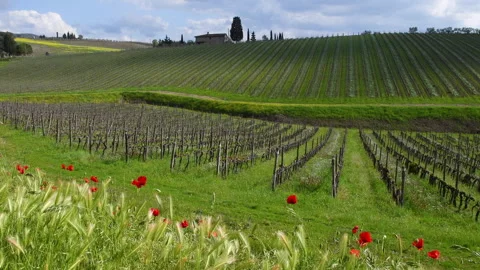 Poppies sway in the wind in front of the rows of vineyards Stock Footage 261547274