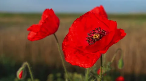 Poppies swaying in the wind Video stock 53360944