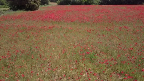 Poppies tracking shot Stock Footage 76658952