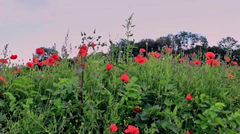 Poppies waving in the wind Stock Footage 42269833