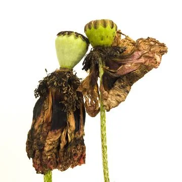 Poppies on white background Stock Photos