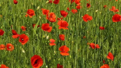 Poppies in the wind 0318 2 (convertito) 1 (convertito) Stock Footage 154708984