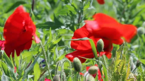 Poppies in the wind 스톡 동영상 22577624