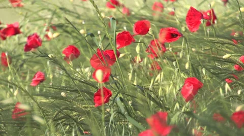 Poppies in the wind Vídeos de archivo 38286162