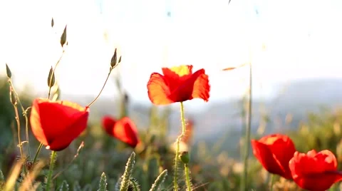 Poppies wind Stock-Footage 50077208