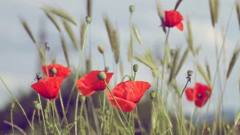 Poppies In The Wind Stock Footage 76566253