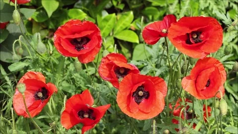 Poppies in the wind Stock Footage 155857517