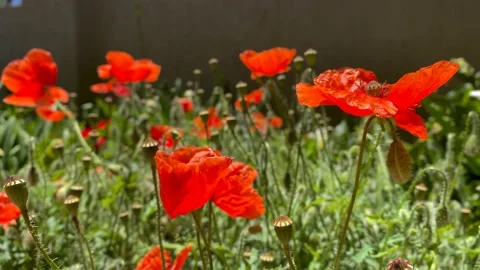 Poppies in the wind Stock Footage 168489284