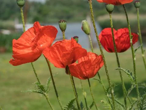 Poppies in the wind Stock Photos