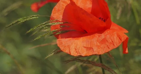 Poppies in the wind in slow motion Stock Footage 244659217